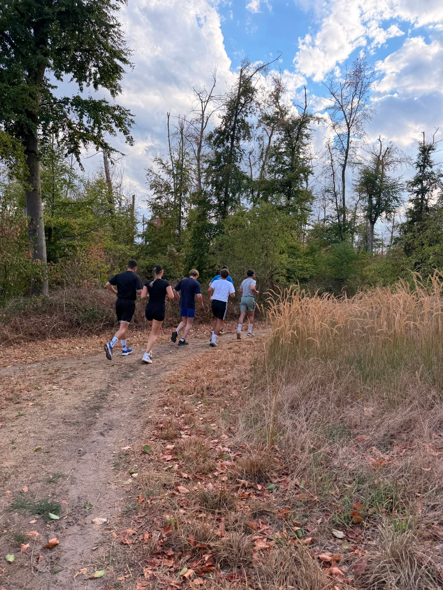 Auf dem Feldweg Richtung Wald